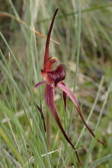 Caladenia caudata