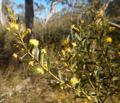 Acacia acinacea