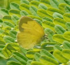 Eurema blanda arsakia