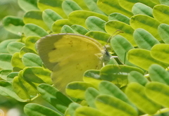 Eurema blanda arsakia