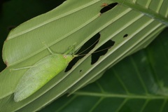 Chondroderella borneensis
