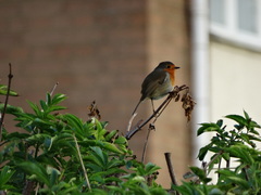 Erithacus rubecula