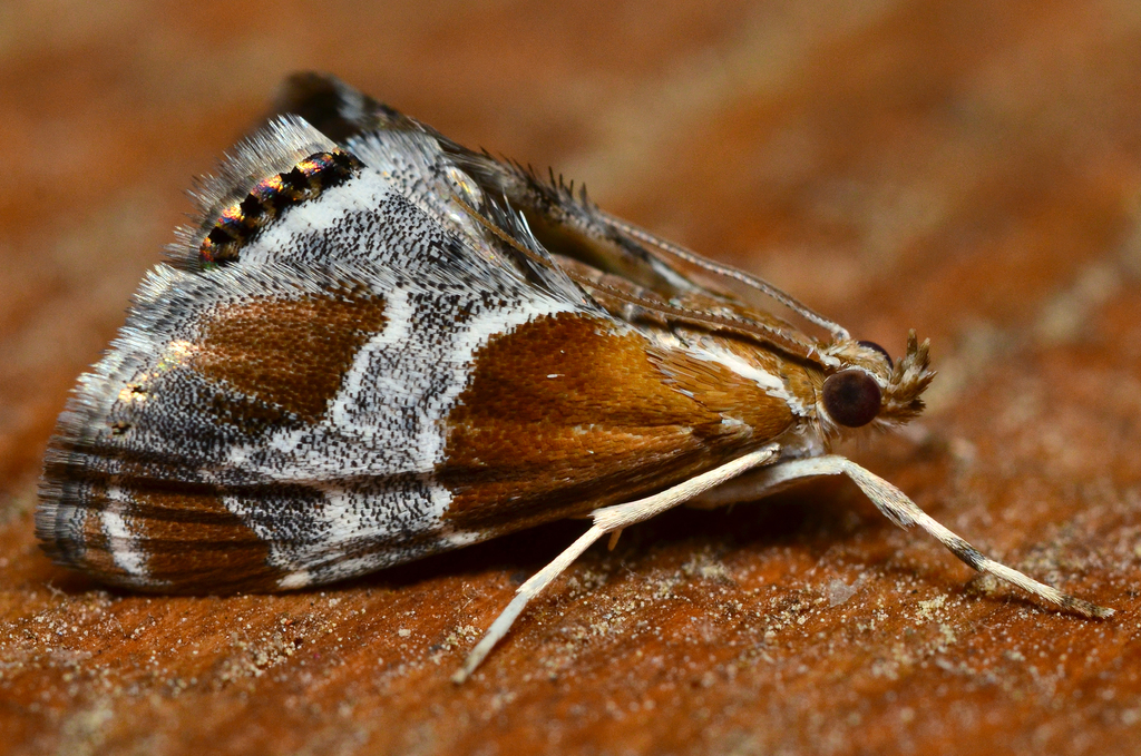 Wasp Parasitizer Moth