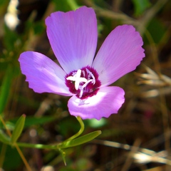 Clarkia lewisii