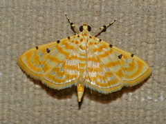 Notarcha quaternalis
