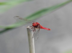 Crocothemis servilia