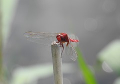 Crocothemis servilia