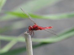 Crocothemis servilia