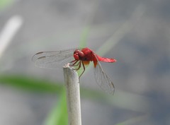 Crocothemis servilia