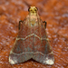 Posturing Arta Moth - Photo (c) Christian Schwarz, some rights reserved (CC BY-NC), uploaded by Christian Schwarz