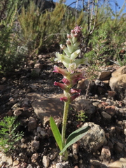 Lachenalia pallida