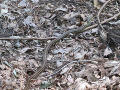 Elaphe quadrivirgata