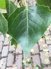Populus nigra