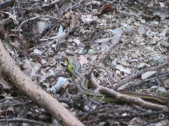 Elaphe quadrivirgata