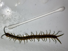 Scolopendra cingulata