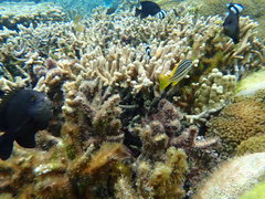 Lutjanus carponotatus