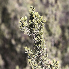 Prostanthera teretifolia