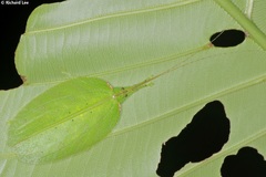Chondroderella borneensis