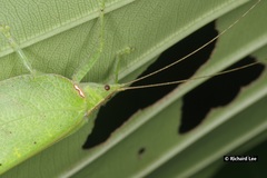 Chondroderella borneensis