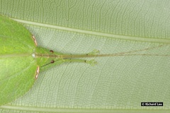 Chondroderella borneensis