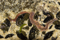 Platynereis australis