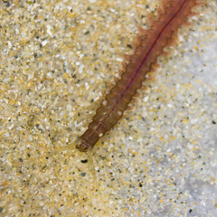 Platynereis australis