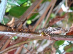 Physomerus grossipes