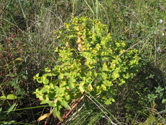 Euphorbia stepposa