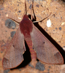 Afroclanis calcarea