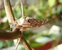 Physomerus grossipes