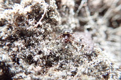 Steatoda lepida