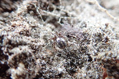 Steatoda lepida