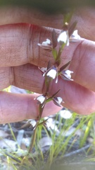 Prasophyllum brevilabre