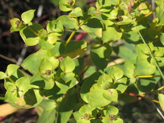 Euphorbia stepposa