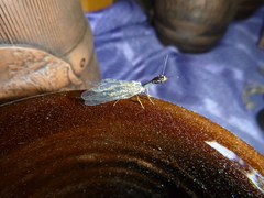 Dichrostigma flavipes