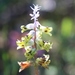 Lachenalia variegata - Photo (c) Andrew Massyn, algunos derechos reservados (CC BY-NC), subido por Andrew Massyn
