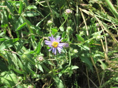 Aster amellus bessarabicus