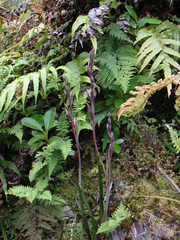 Thelymitra longifolia