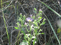 Aster amellus bessarabicus