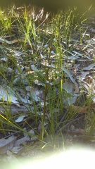 Prasophyllum brevilabre