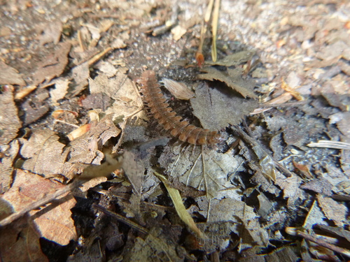 Polydesmus complanatus