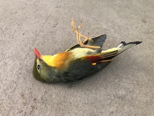 Red-billed Leiothrix, Hawai'i Pacific University - Windward Campus, Kailua, HI, US, photo 5 of 10
