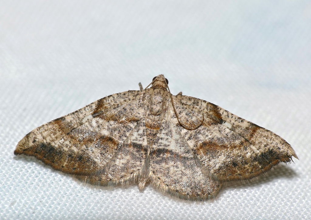 Ozola pulverulenta
