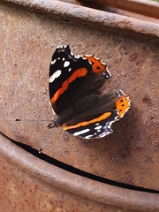 Vanessa atalanta