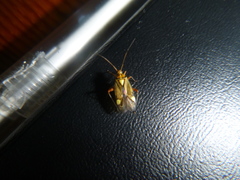 Rhabdomiris striatellus