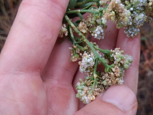 Contarinia lepidii