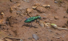 Cicindela whithillii
