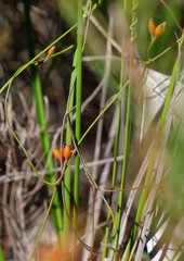 Cassytha glabella dispar