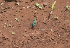 Cicindela whithillii