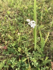 Achillea millefolium